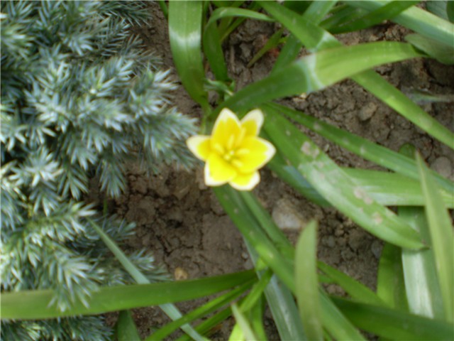 tulipan